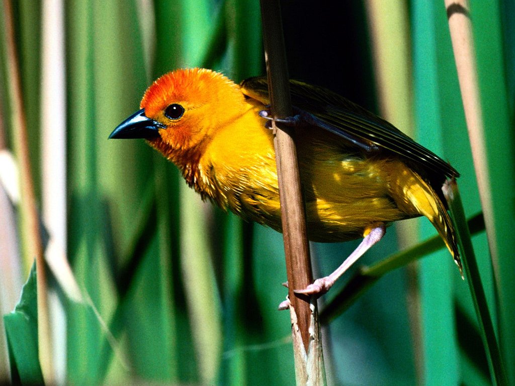 Golden Weaver, Kenya, East Africa
